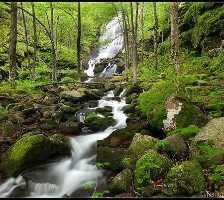 даяница Nyaraló